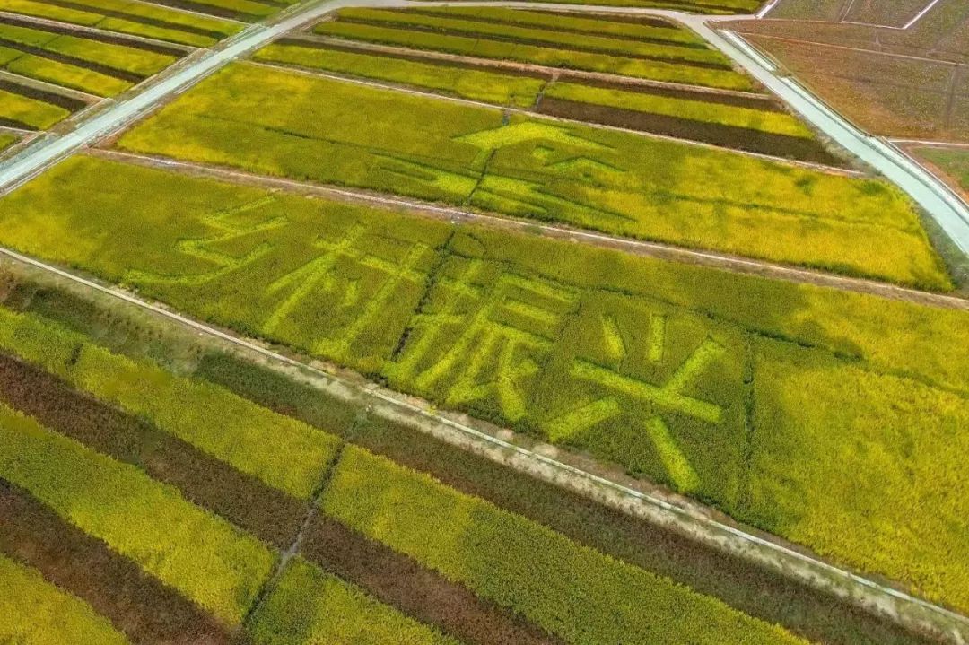 作为"花香漓渚"田园综合体核心板块之一,棠棣村围绕"千亩花田"打造