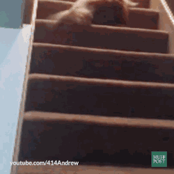 網友家這只懶癌晚期的貓，連下樓梯都是用滾的… 萌寵 第8張