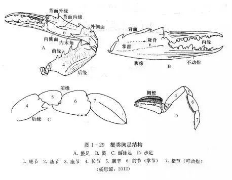 螃蟹横着走,其实最主要还是由它们的腿的结构决定的,螃蟹用于行走的