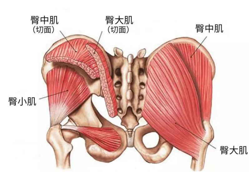 起于髂骨翼外面及骶,尾骨背面,止于股骨臀肌粗隆和髂胫束. 髂腰肌