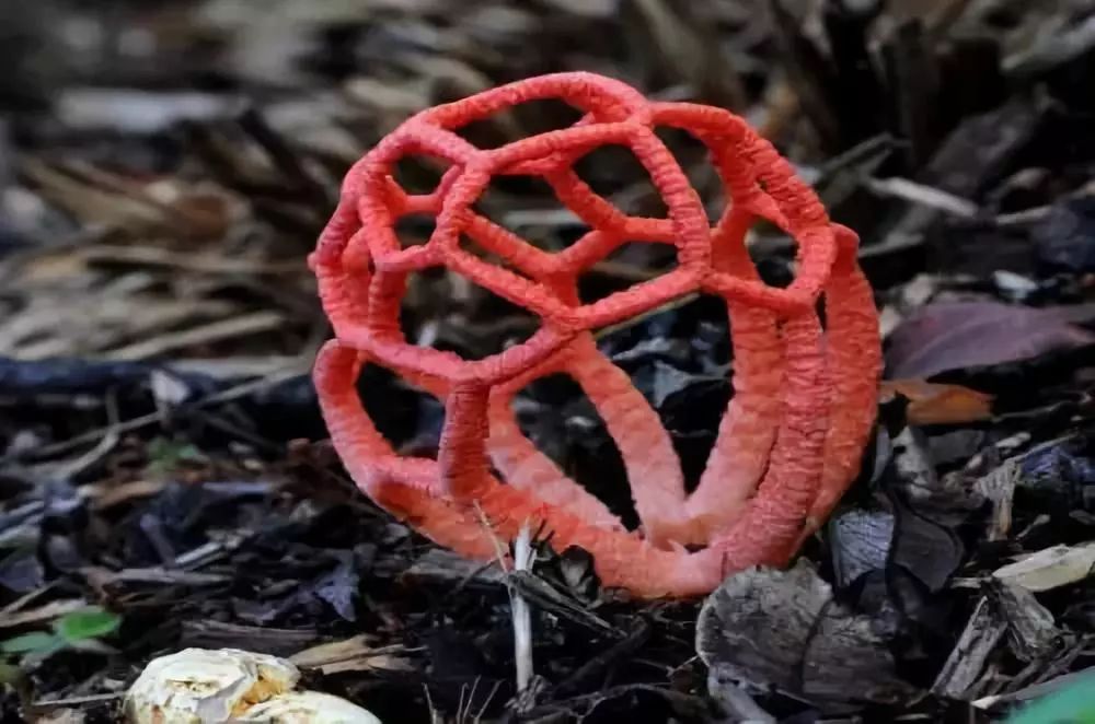 全球最奇特的植物你可能1种都没见过