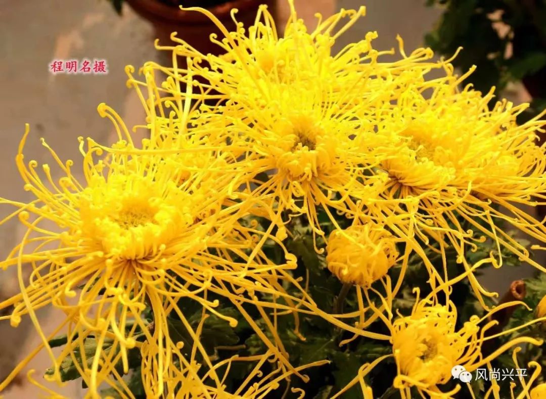 南位百亩菊花基地10元看完可带走一盆还有赠票