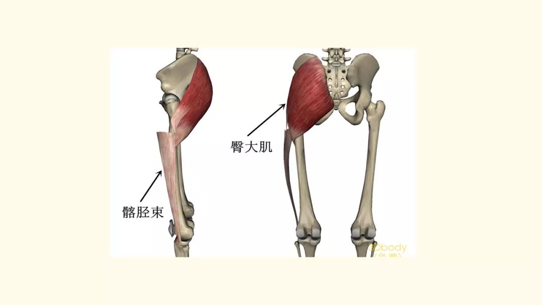 解剖知识|臀大肌损伤(一)