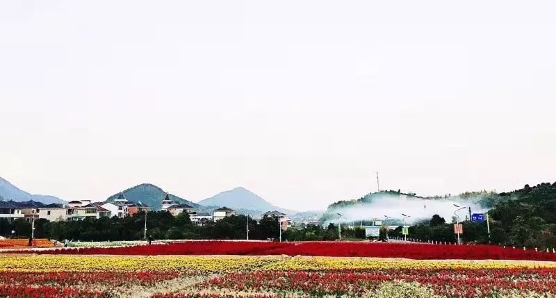 作为"花香漓渚"田园综合体核心板块之一,棠棣村围绕"千亩花田"打造