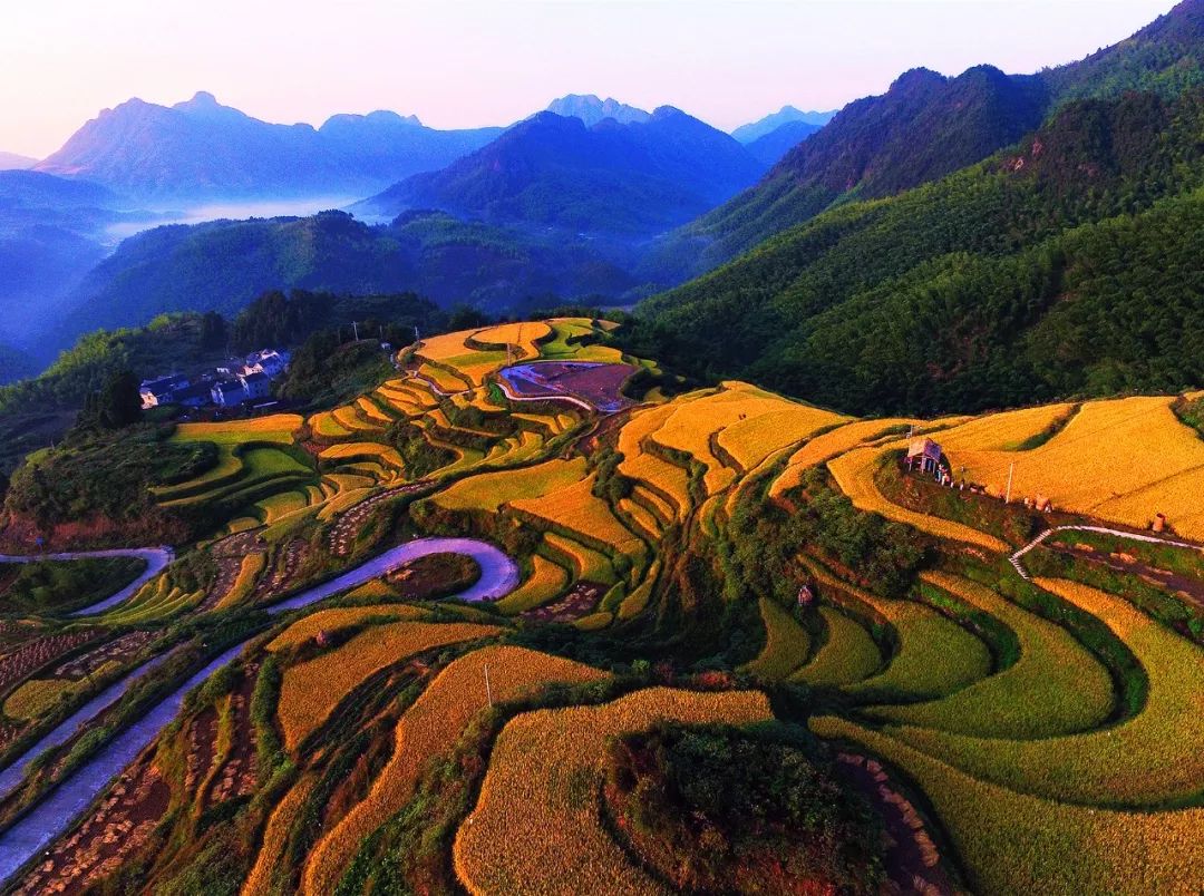 壁纸 成片种植 风景 植物 种植基地 桌面 1080_804