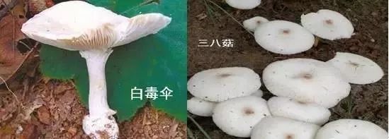 其实是新型毒菇 白毒伞与一种名为鸡枞(又称三八菇,鸡肉菇)的食用蘑菇