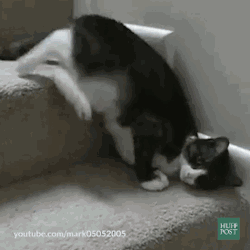 網友家這只懶癌晚期的貓，連下樓梯都是用滾的… 萌寵 第6張