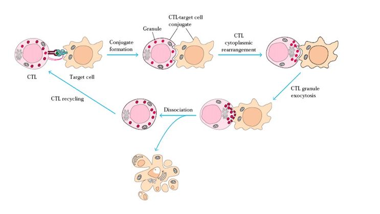 tdth分泌多种细胞因子(il-3,gm-csf,ifn-γ,tnf-β,mcaf,mif等)