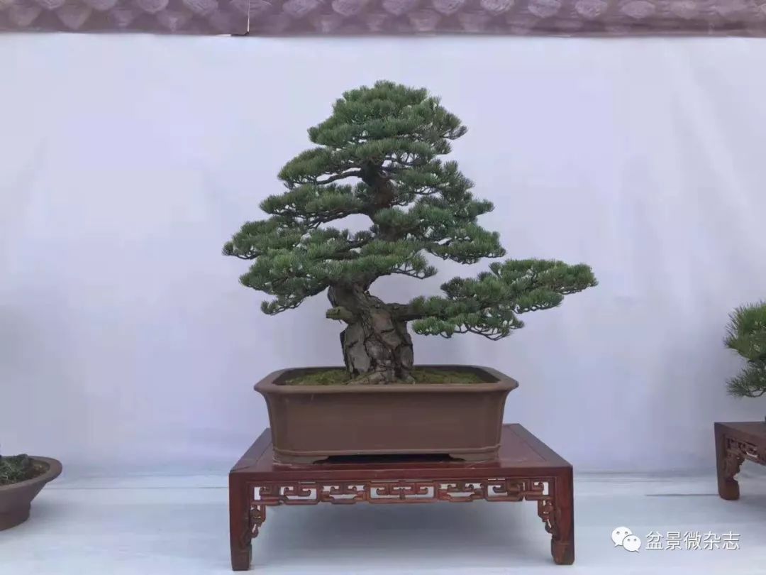 【多图】2018"大美滁州·盆景徽煌"华东邀请展·安徽省第四届盆景精品