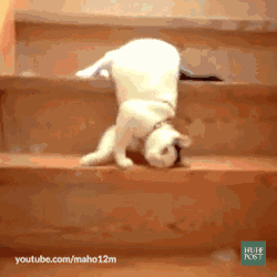 網友家這只懶癌晚期的貓，連下樓梯都是用滾的… 萌寵 第7張