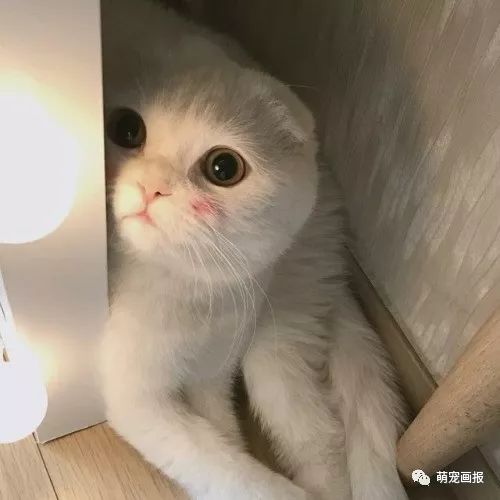 可爱猫咪照片集锦