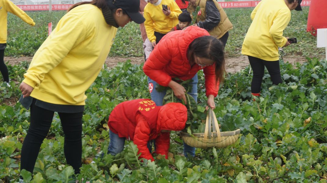 四河乡首届萝卜节开幕,你来拔萝卜了吗?