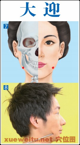 大迎穴准确位置图功效作用和针刺艾灸按摩推拿法