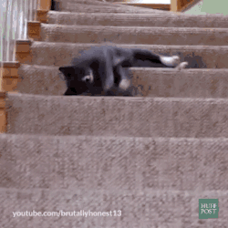 網友家這只懶癌晚期的貓，連下樓梯都是用滾的… 萌寵 第4張