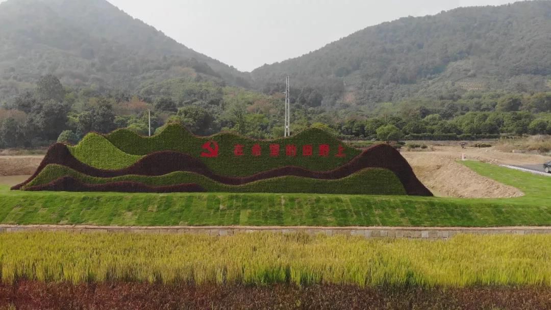 作为"花香漓渚"田园综合体核心板块之一,棠棣村围绕"千亩花田"打造