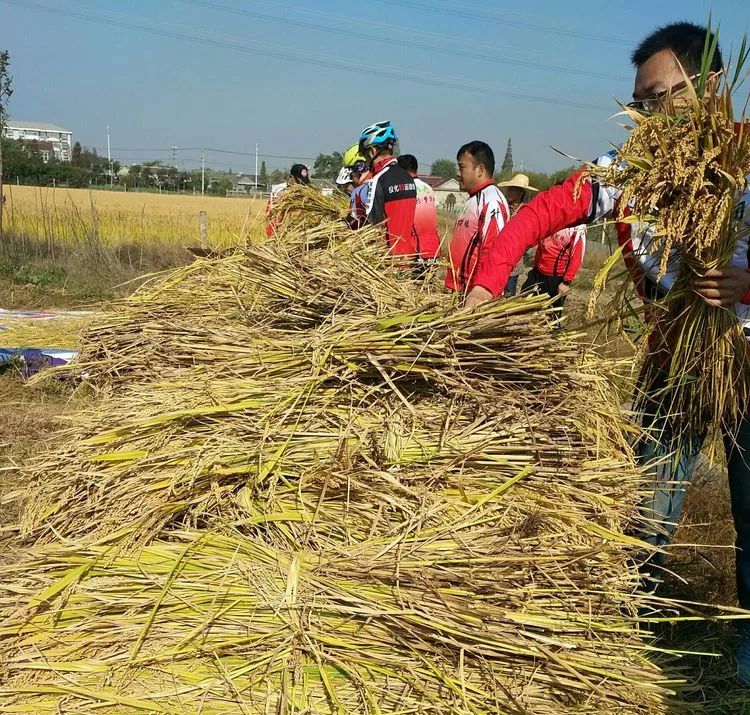 因为有你,秋天才美~记七彩梦升缘农庄丰收节