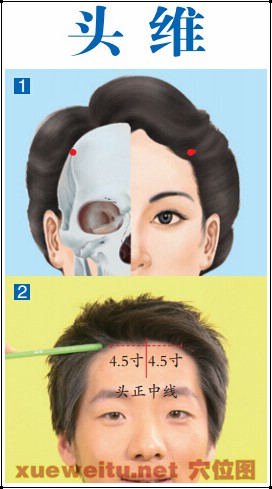 5寸,头正中线旁4.5寸(图①).【头维穴位位置图】头,头部;维,维护.