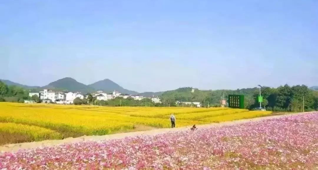 作为"花香漓渚"田园综合体核心板块之一,棠棣村围绕"千亩花田"打造