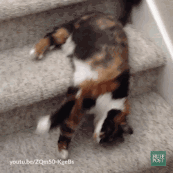 網友家這只懶癌晚期的貓，連下樓梯都是用滾的… 萌寵 第5張