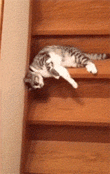 網友家這只懶癌晚期的貓，連下樓梯都是用滾的… 萌寵 第3張