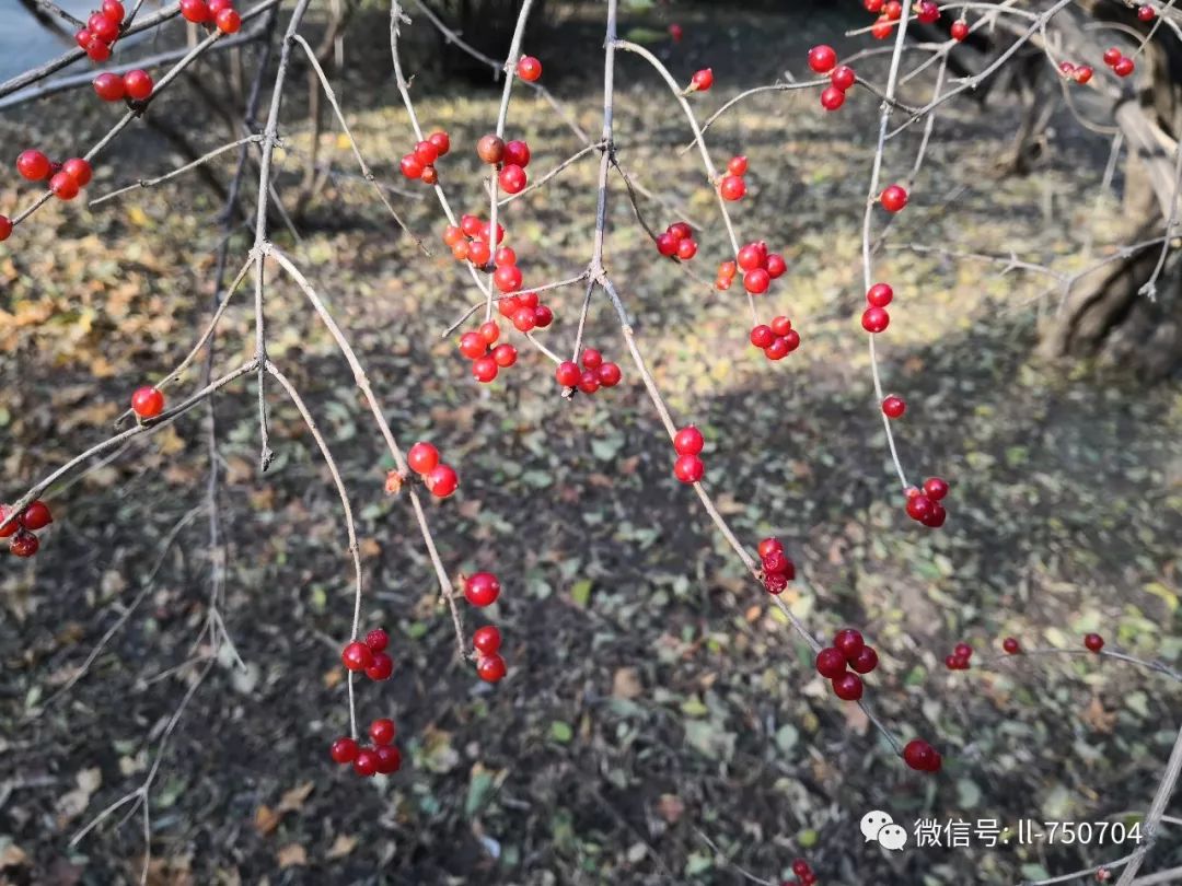 草地上方的荆棘树,绿叶已经尽脱,红艳艳的果子倒是为冬日的萧瑟添了一