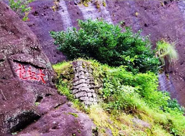 大红袍母树