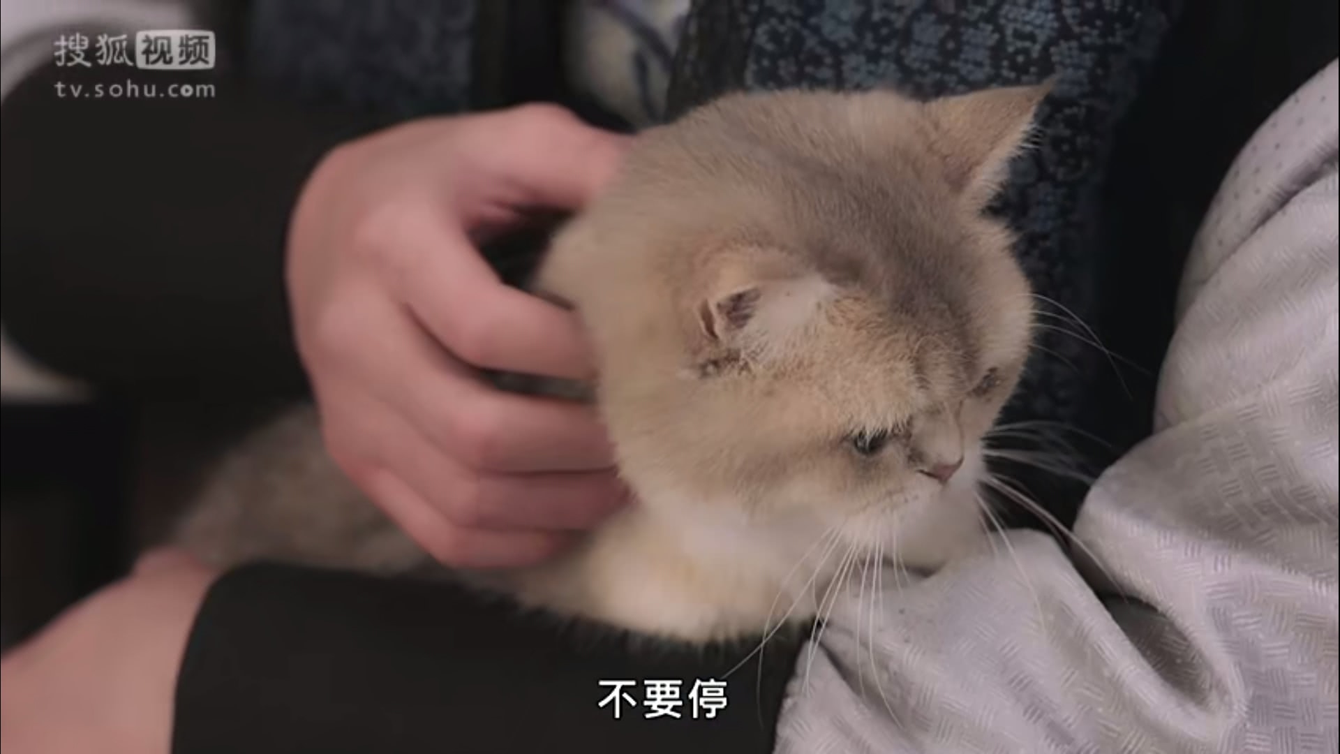 猫系女友内衣_男生头像猫系