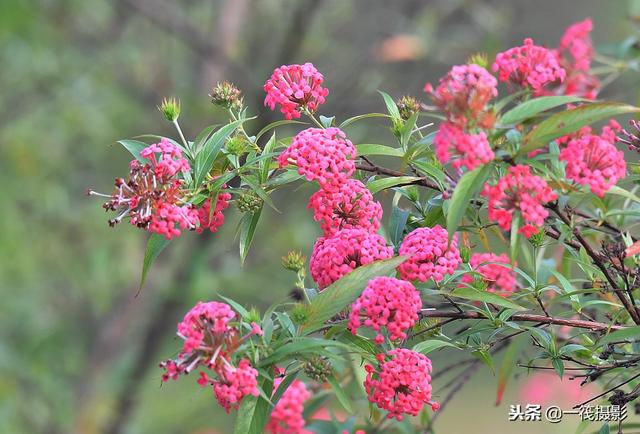 1/ 12 银叶郎德木(rondeletia leucophylla kunth)属于茜草科