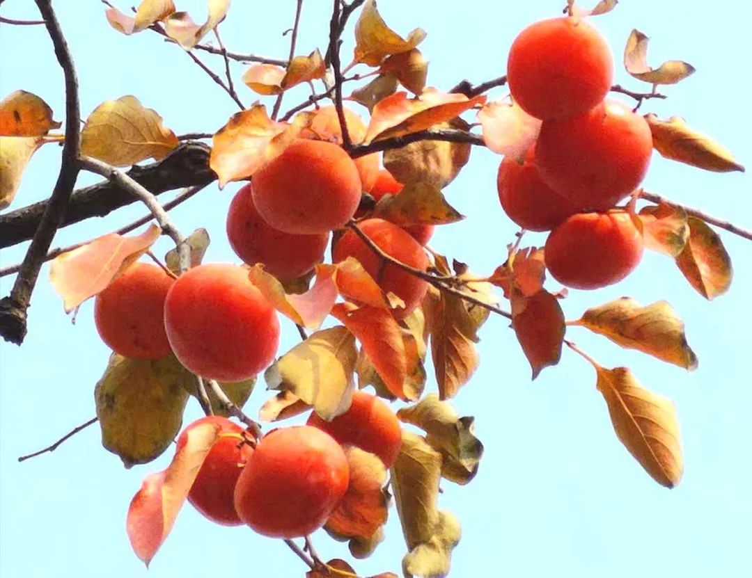 颍上花园小镇,入冬的柿树景色更美!_柿子