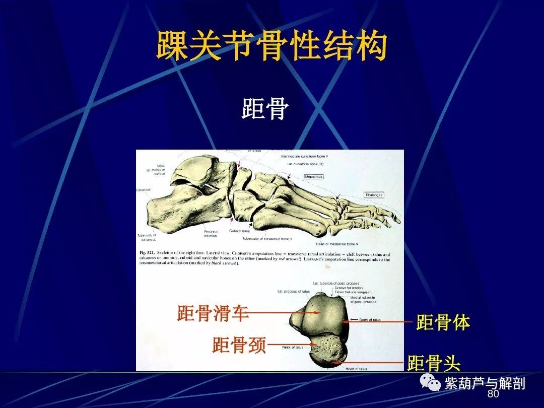 解剖| 人体关节应用解剖学