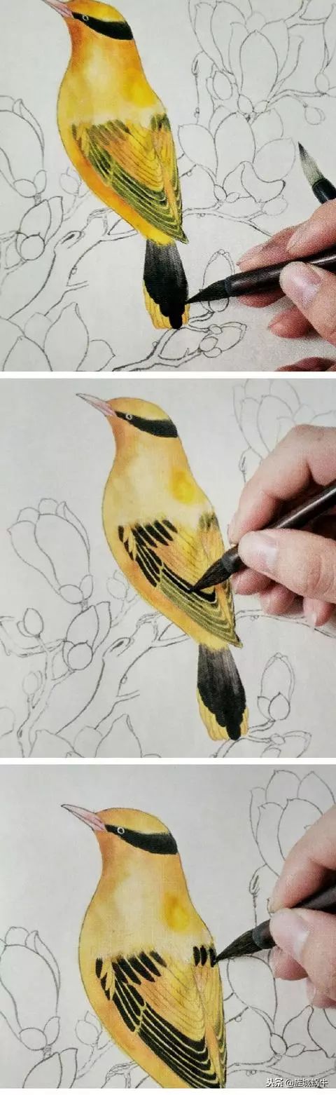 一笔一笔教画画,黄鹂鸟与玉兰花详细染色