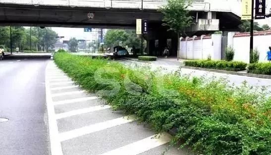 道路中央隔离带绿化效果道路机非隔离带美化效果