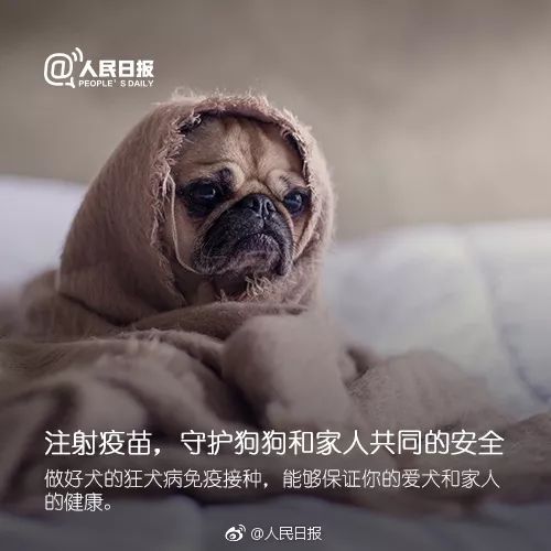 你或者身边的人养狗了吗?这里有"十个字"别掉了!