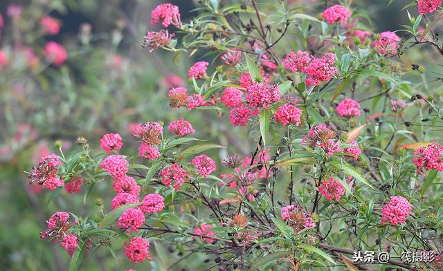 1/ 12 银叶郎德木(rondeletia leucophylla kunth)属于茜草科