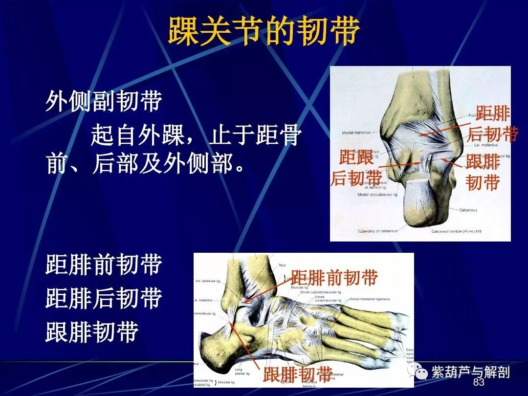 解剖| 人体关节应用解剖学