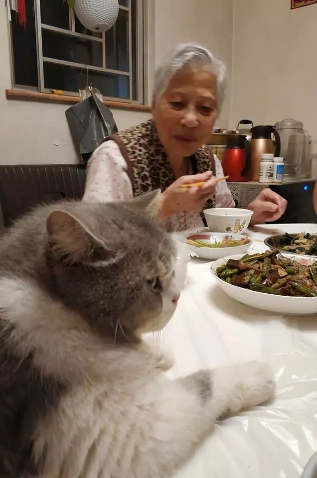 一家人在一起吃饭,猫咪就趴在旁边看着,好气啊!