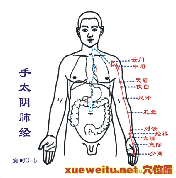 手太阴肺经循行路线位置走向图和作用功能