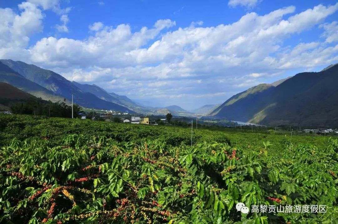 又是一缕咖啡飘香第三届保山咖啡文化节将于11月23日25日举行