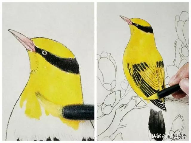 一笔一笔教画画,黄鹂鸟与玉兰花详细染色
