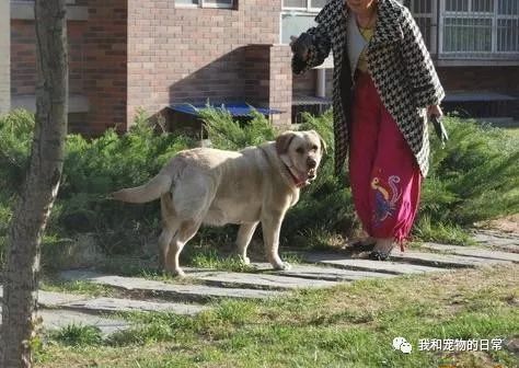 狗狗知道姐姐懷孕後，每天自己叼著牽繩出去遛彎，讓主人在家休息！ 萌寵 第1張