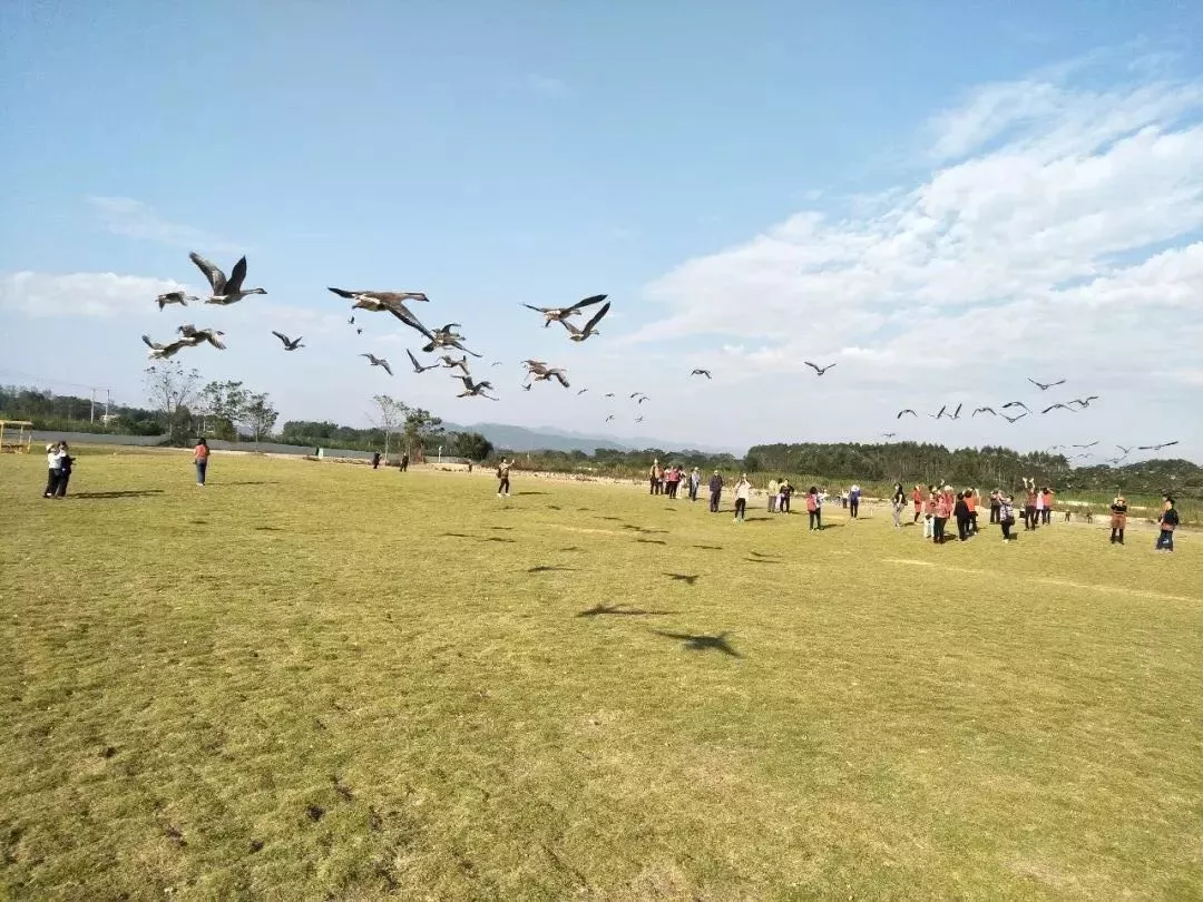 趁秋色正好去秋游吧观鸿雁齐飞享田园风光门票只要199