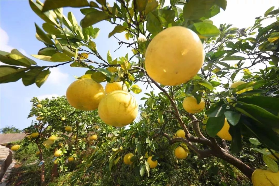 邀您打卡梁平,探索"摇钱树"的秘密