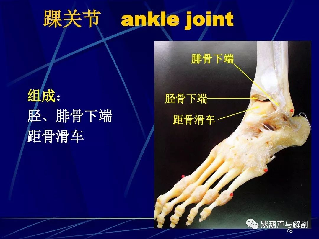 解剖| 人体关节应用解剖学