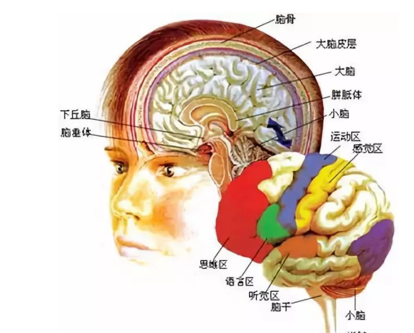 大脑结构