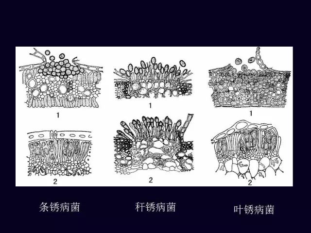 秆锈病的孢子零散生于小麦的茎秆和叶片上,呈橘红色,孢子堆较大,最