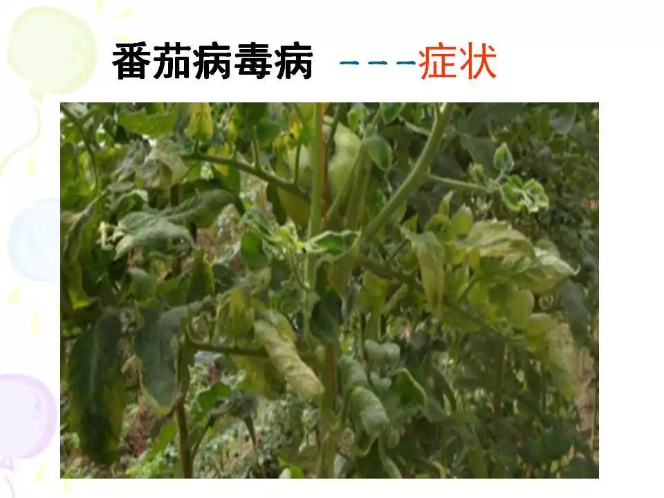 番茄病虫害解决方案【非常详细】