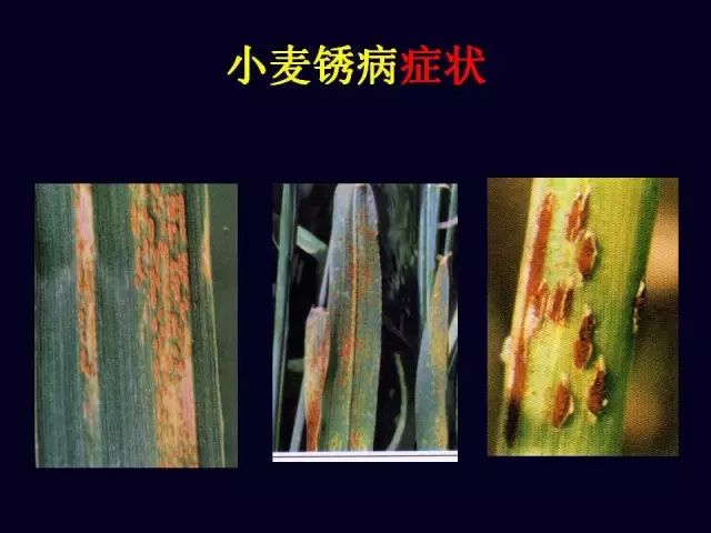 秆锈病的孢子零散生于小麦的茎秆和叶片上,呈橘红色,孢子堆较大,最