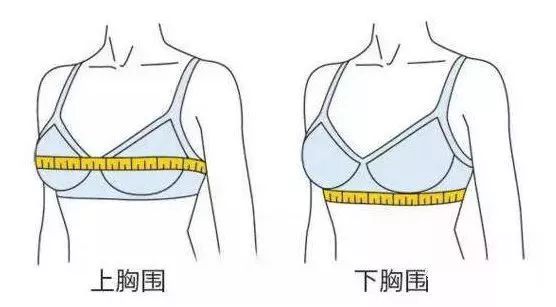 怎样确定内衣尺寸_怎样确定罩杯大小图解