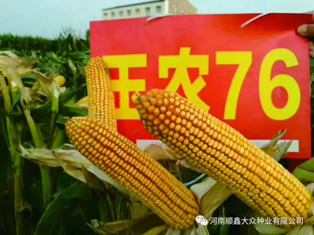 【名品】耐得住高温,经得起风雨的好玉米—玉农76