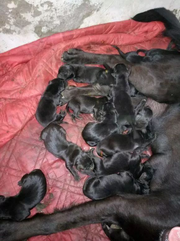 拉布拉多犬一胎生出了16只小狗崽子，数量之多，惊到了主人